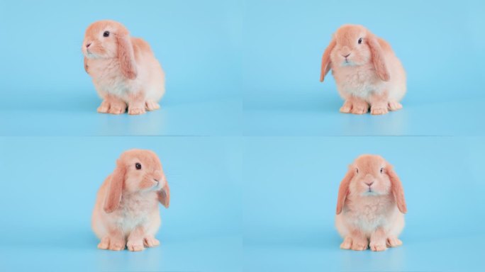 小复活节兔子在孤立的蓝色背景