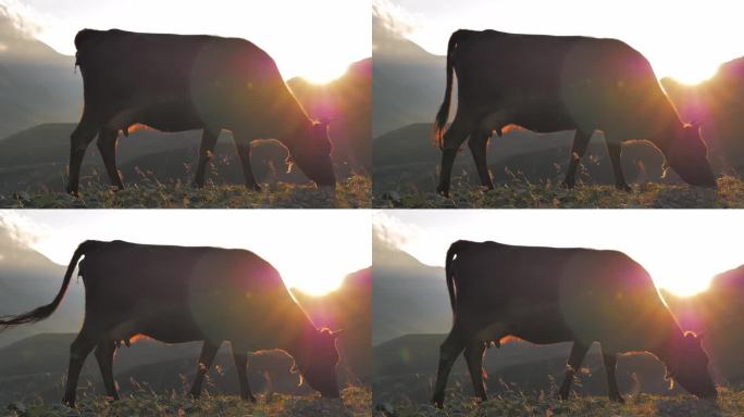 牛在美丽的早晨吃草。奶牛顶着太阳站着。