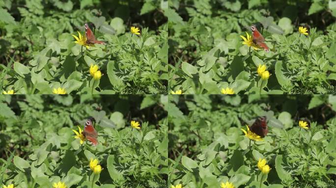 一只橙色的蝴蝶在喂食后从一朵粉红色的花上飞离。昆虫正在给花授粉。蝴蝶扇动翅膀。近景。