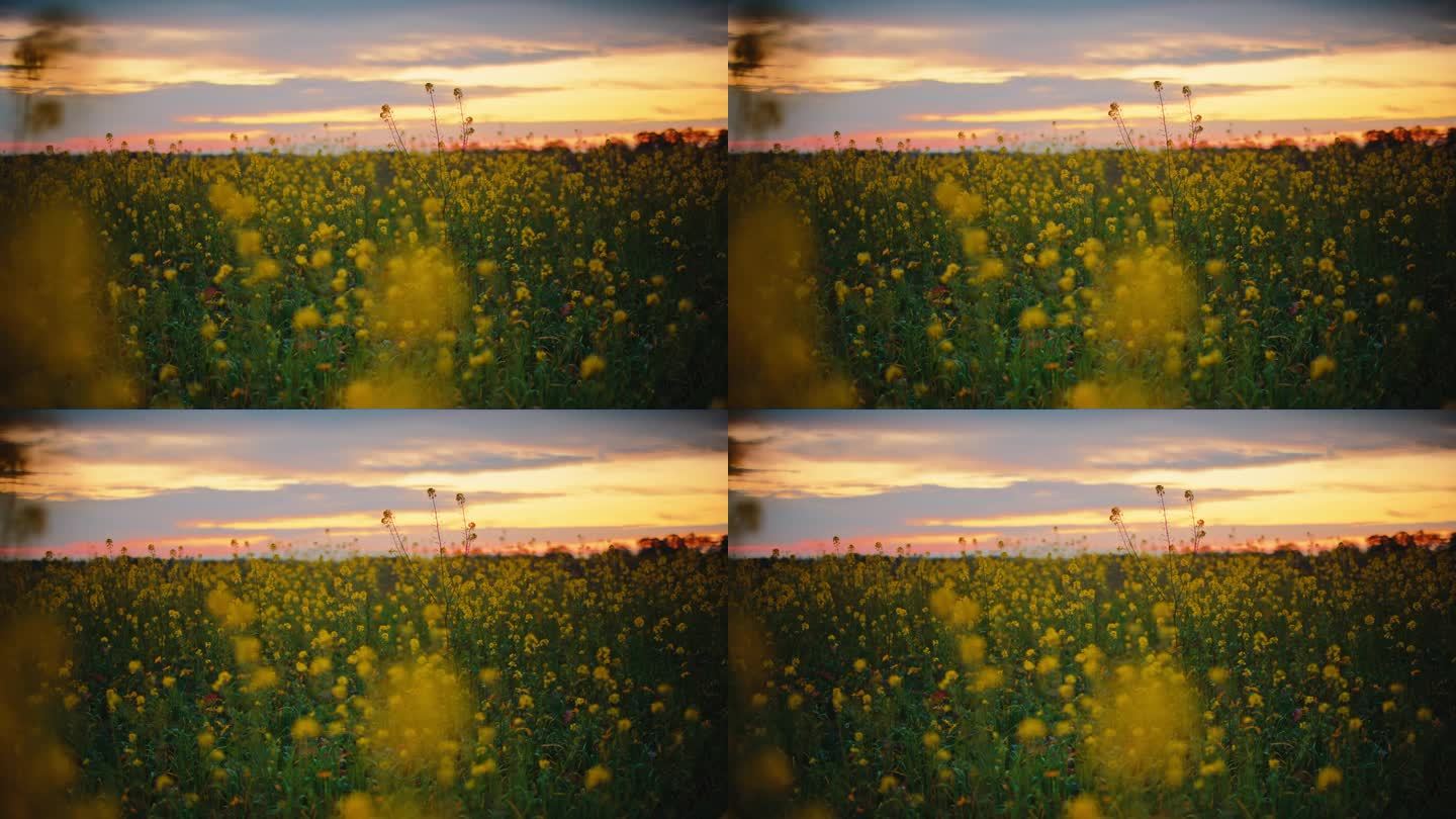 多丽拍摄的风景与芥菜植物对多云的天空在日落