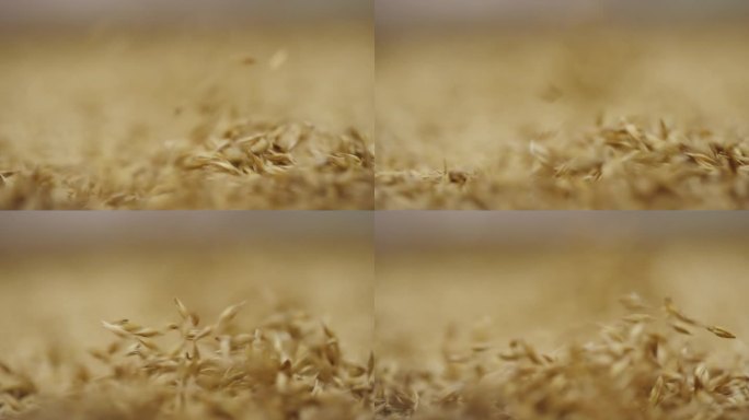 预处理过程中运动中的大麦种子特写