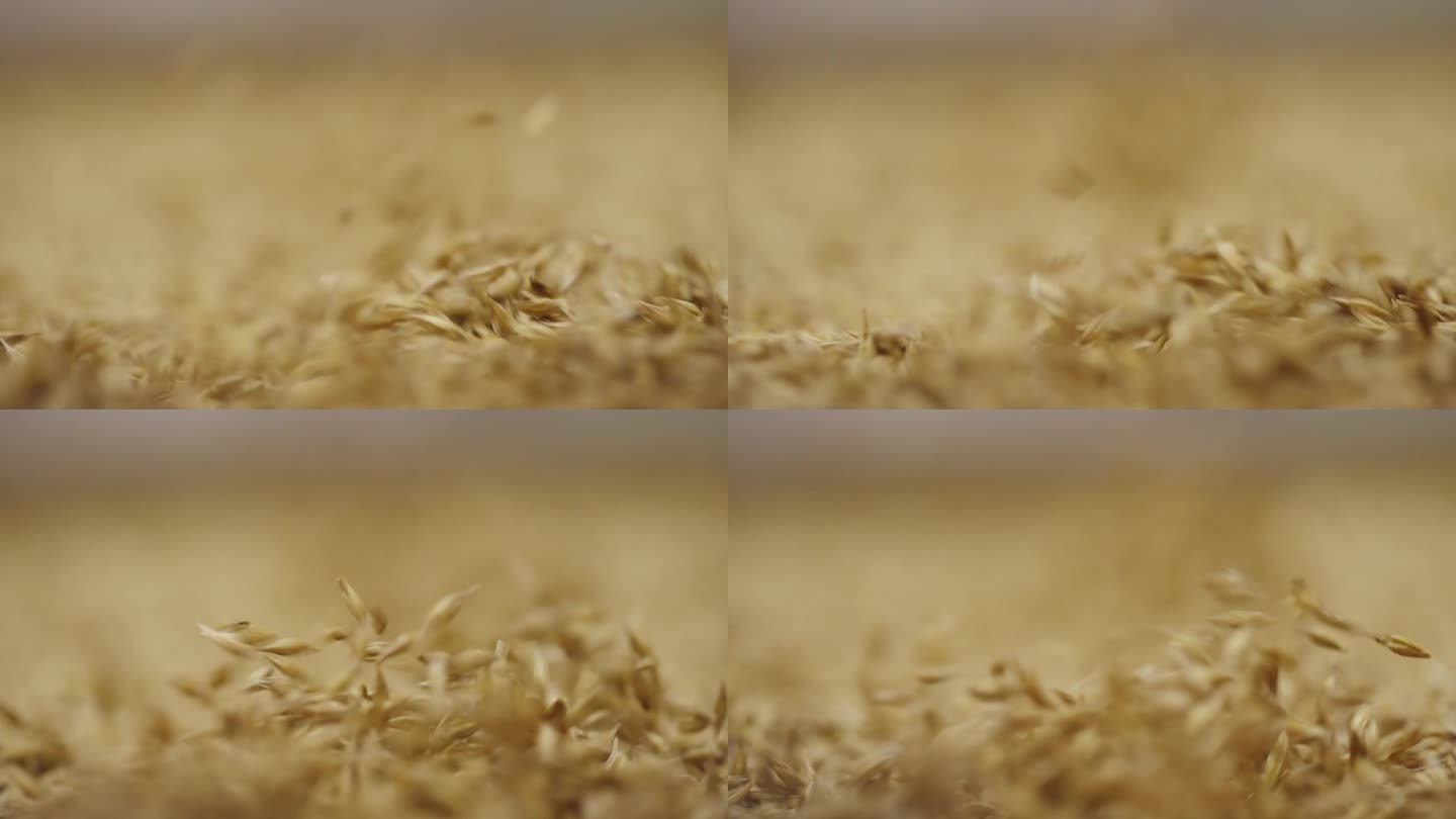 预处理过程中运动中的大麦种子特写