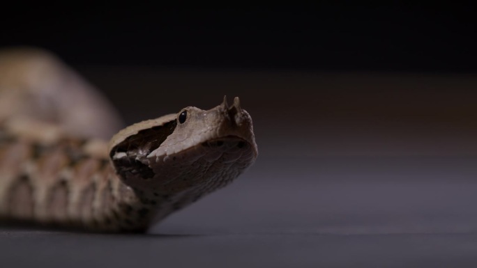 加蓬蝰蛇看着镜头，伸出舌头——近距离贴在脸上