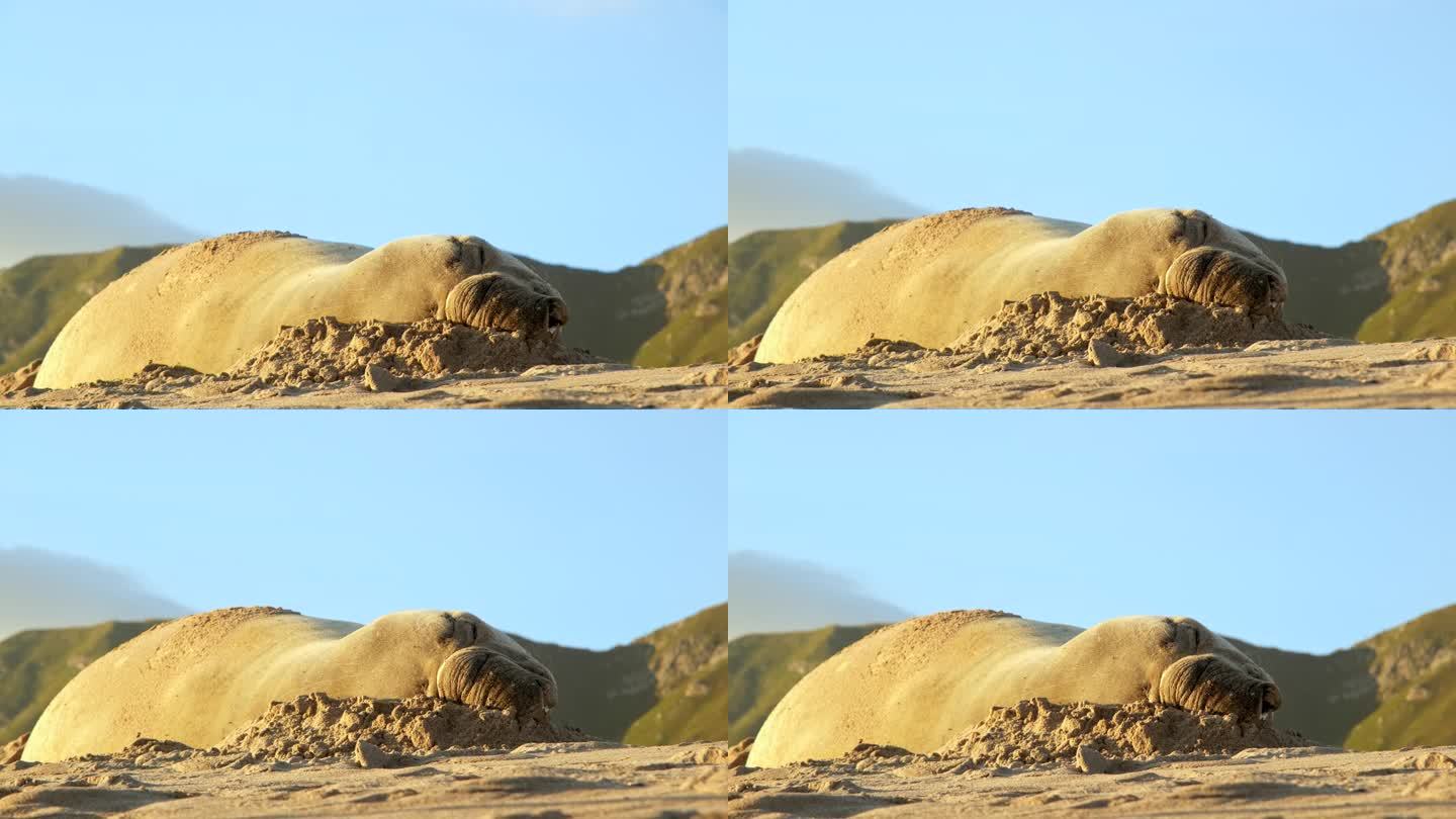 南象海豹在沙滩上找到舒适的午睡姿势，特写