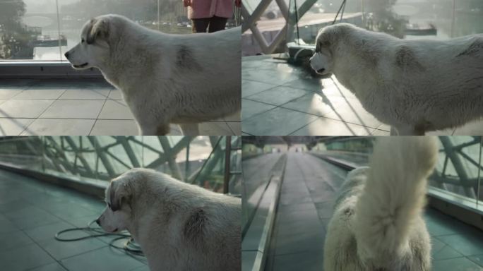 在第比利斯一个寒冷的黎明，一只大型流浪狗走过一座桥，好奇地看着视频末尾的摄像机。又瘸又脏的流浪动物匆
