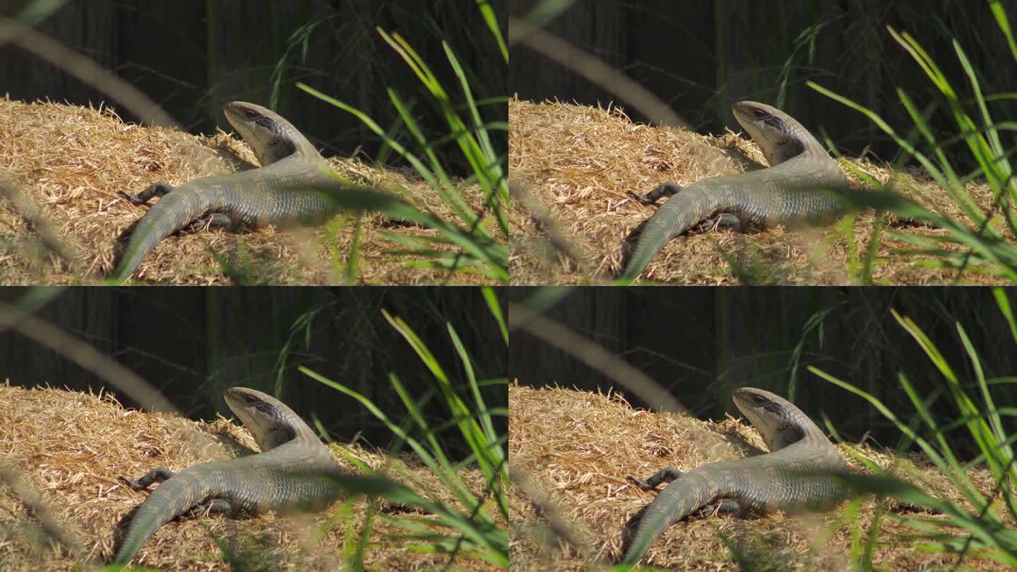 蓝舌蜥蜴坐在干草堆上，在阳光下看着相机。白天阳光明媚，澳大利亚，吉普斯兰，马弗拉