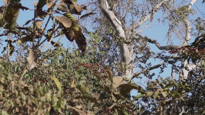 一只卷尾猴沿着潘塔纳尔湿地的一棵热带树爬向巴西的乔夫雷港。