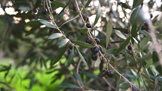 选择性地聚焦在橄榄树的树枝上，黑橄榄在慢动作中摇曳。收成不好，收入低。自然概念生态系统。希俄斯岛希腊