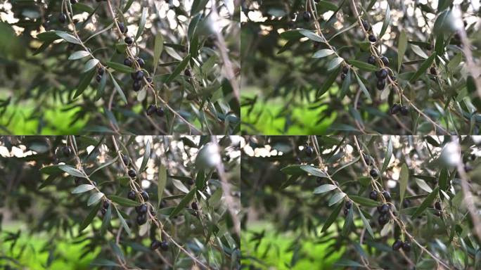 选择性地聚焦在橄榄树的树枝上，黑橄榄在慢动作中摇曳。收成不好，收入低。自然概念生态系统。希俄斯岛希腊