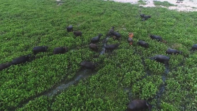 水牛在印度尼西亚加里曼丹阿芒泰附近的沼泽里吃草。