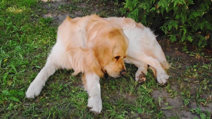 这只金毛猎犬躺在后院的绿草地上。用爪子摸鼻子。俯视图放松宠物户外。家畜。快乐的狗。友谊的概念。夏天的