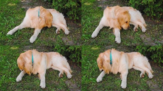 这只金毛猎犬躺在后院的绿草地上。用爪子摸鼻子。俯视图放松宠物户外。家畜。快乐的狗。友谊的概念。夏天的
