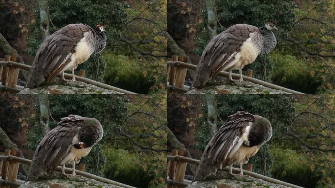 孔雀雌性，孔雀或Pavo cristatus，生活在公园里五颜六色的尾羽姿态优雅。