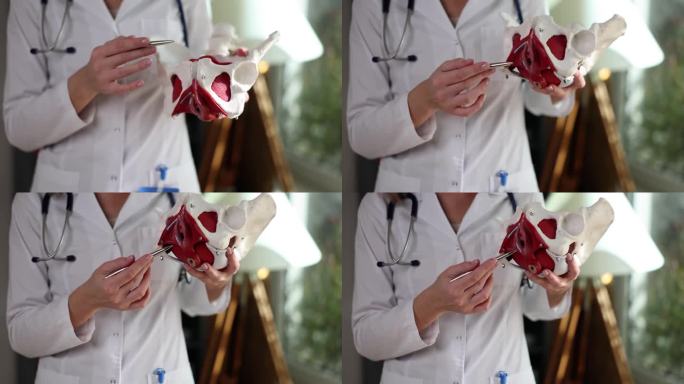 妇科医生展示女性骨盆和会阴的人工模型特写4k电影慢动作