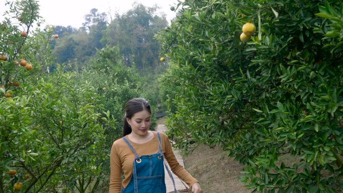漂亮的亚洲女人走进了小农业经营的桔子园，女人走进桔子树，伸手摘挂在树上的桔子，肩上挎着篮子。