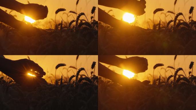 夕阳下农艺师的手捧着农场里的小麦谷物