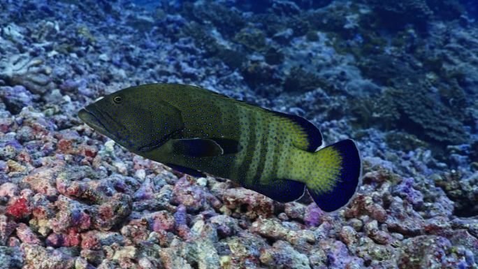 孔雀岩鳕鱼在南太平洋中部法属波利尼西亚法卡拉瓦北山口的暗礁上翻游