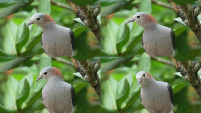 绿色帝王鸽，栖息在树枝上，栖息在树冠下，好奇地环顾周围的环境，特写镜头。