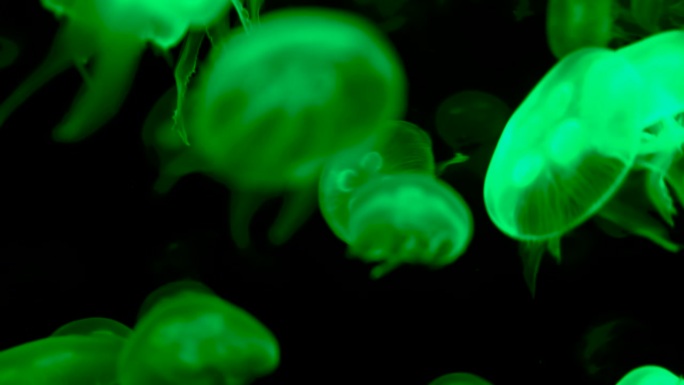 水母在黑色背景上发出绿光