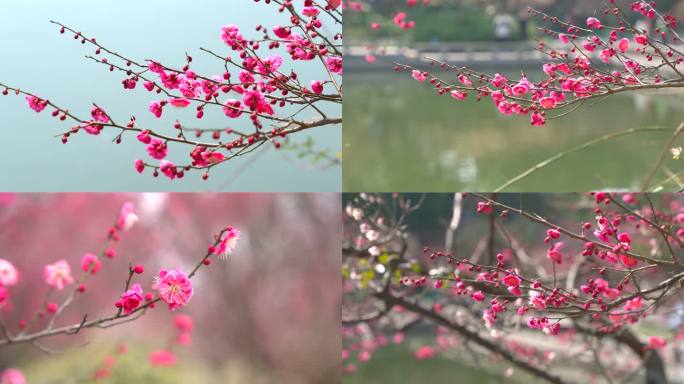 春天盛开的梅花花朵