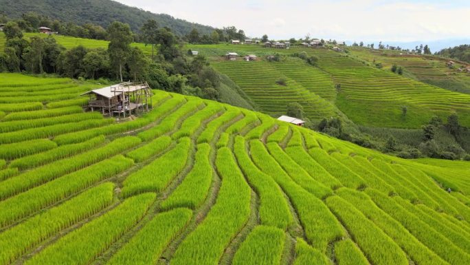 泰国清迈湄湛帕邦坪的稻田。