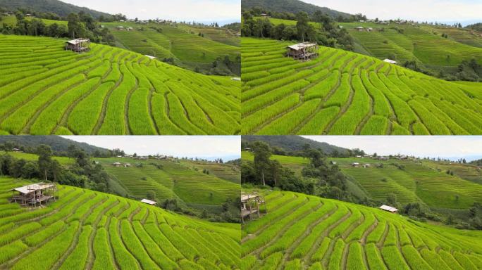 泰国清迈湄湛帕邦坪的稻田。