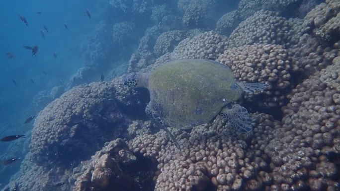 海龟游泳泥巨大的脑珊瑚礁。全景照片。慢动作