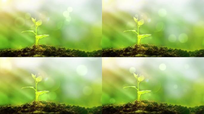4K光斑植物生长动态背景视频
