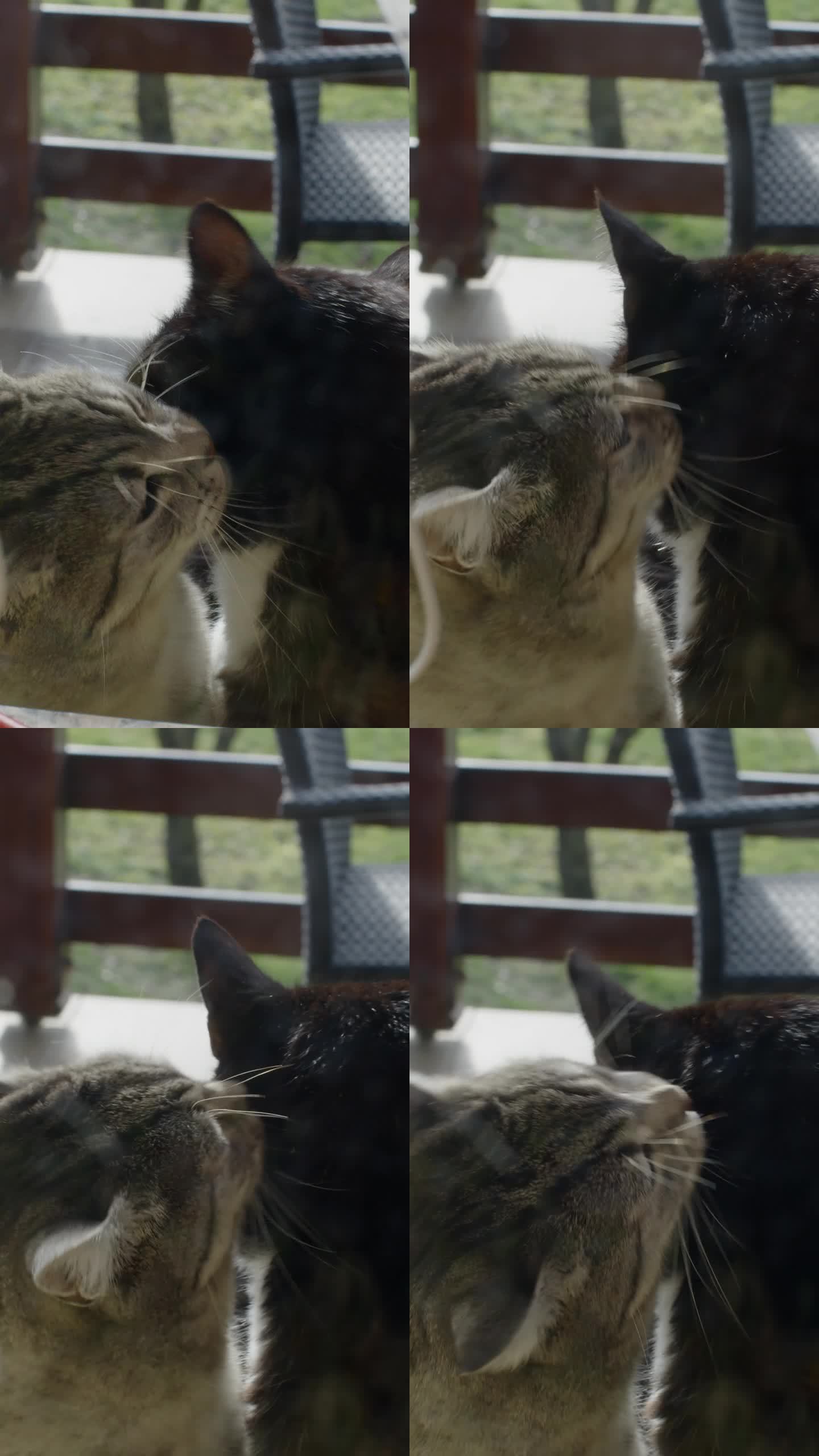 一只猫在烛台上深情地舔另一只猫