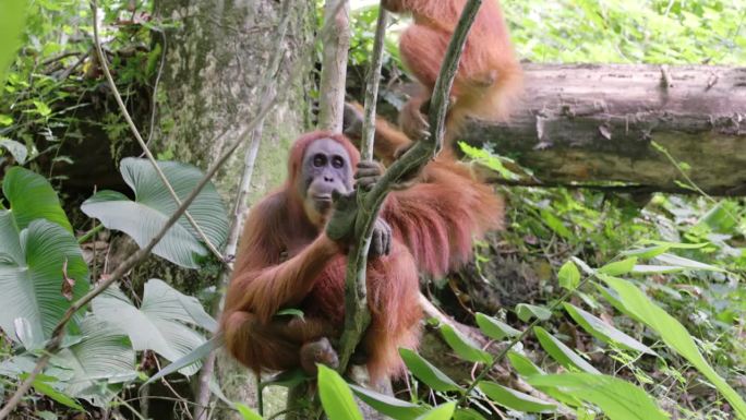 一只小猩猩爬下藤蔓树，去雨林找妈妈