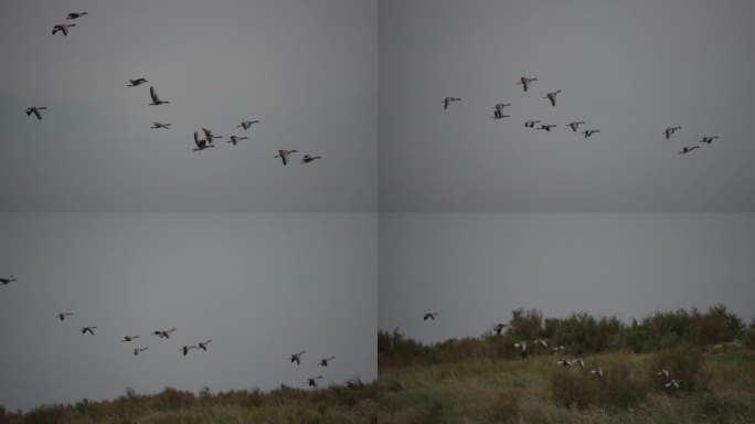大雁在秋天迁徙。湿地飞鸟大雁南飞大雁飞翔