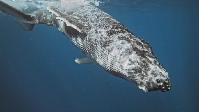 座头鲸在水中翻滚，当光线在其华丽的皮肤上闪烁时，它以慢动作将脸转向前方