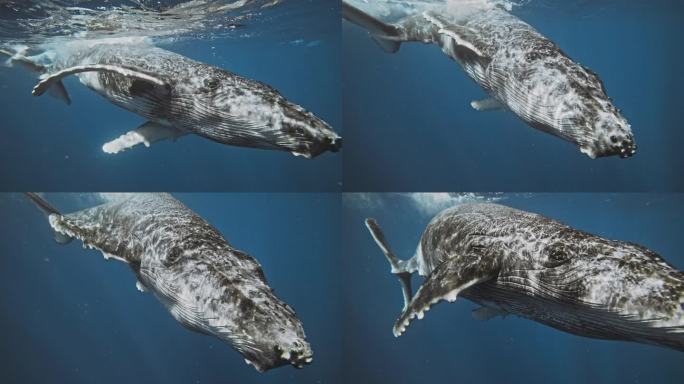 座头鲸在水中翻滚，当光线在其华丽的皮肤上闪烁时，它以慢动作将脸转向前方