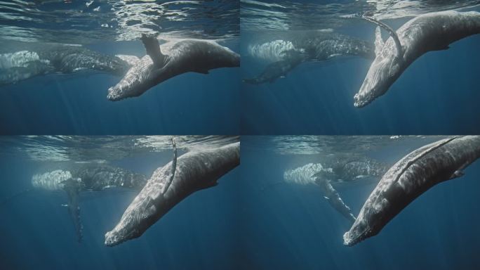 小座头鲸在水下向上游向母亲，慢动作，侧面