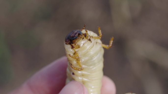 一个男人的手握着一只有着巨大爪子和爪子的犀牛甲虫的幼虫，这是一个微距镜头