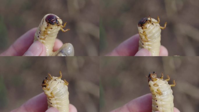 一个男人的手握着一只有着巨大爪子和爪子的犀牛甲虫的幼虫，这是一个微距镜头
