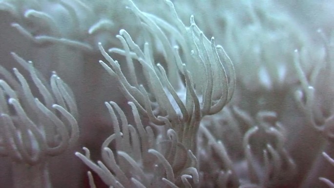 软珊瑚的海底世界给人带来内心的平静。
