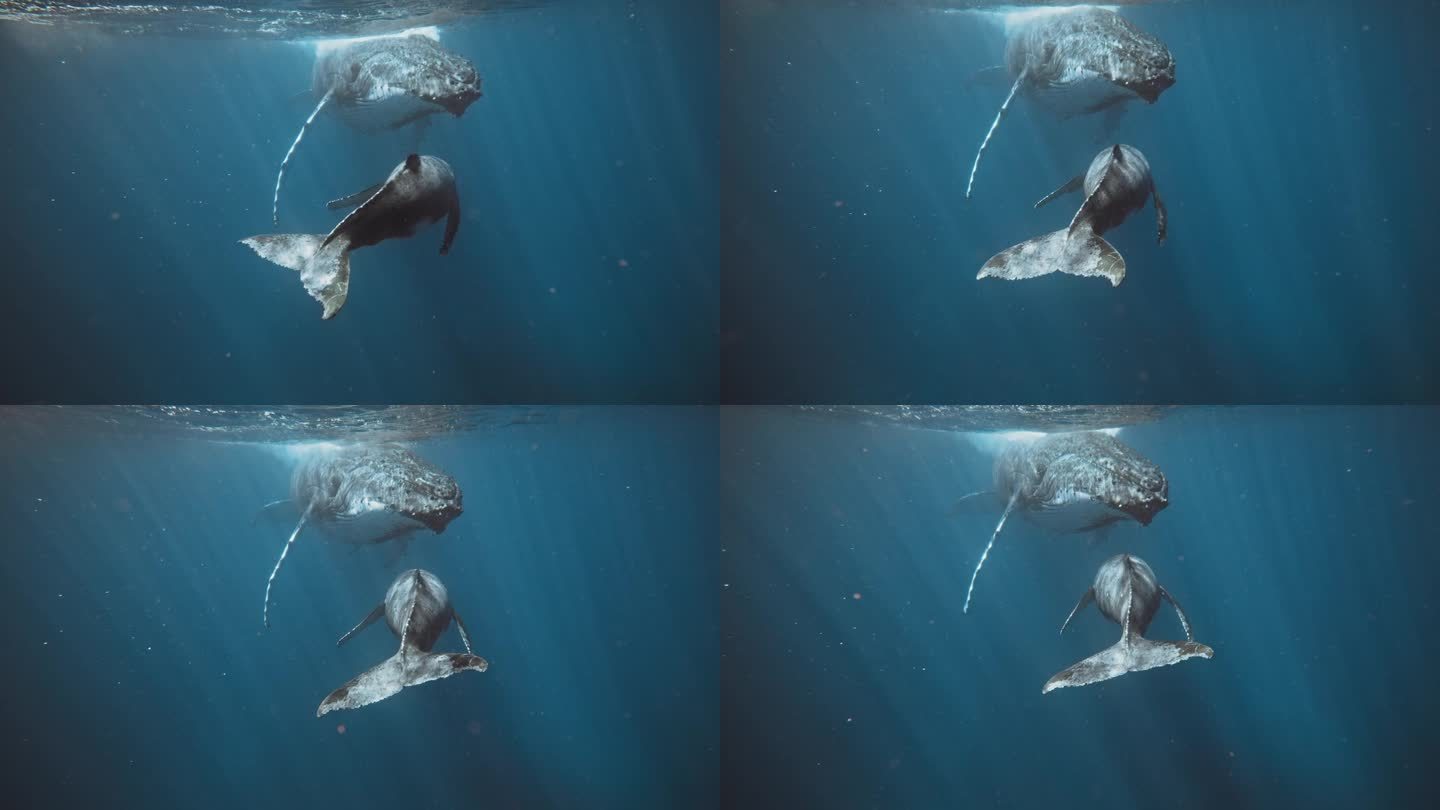 美丽的座头鲸在瓦瓦乌汤加迁徙;妈妈和小牛在水面下休息;阳光在水下照射它们。