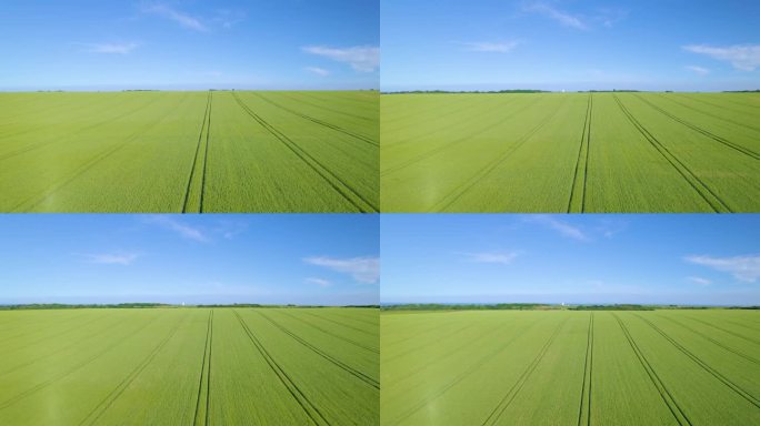 航拍:蔚蓝的天空下，英国沿海乡村一片欣欣向荣的麦田