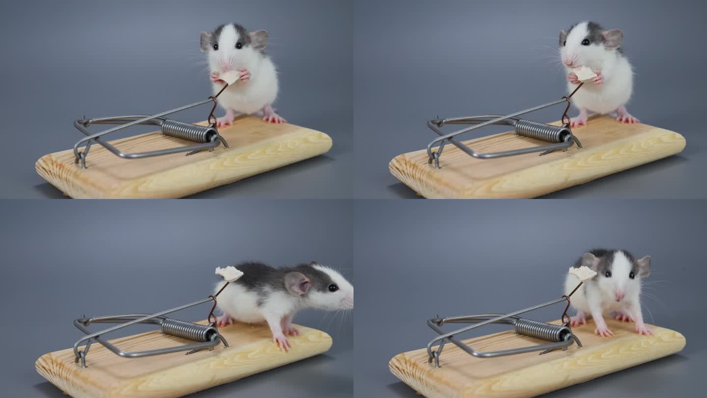 一只哈士奇色的小老鼠正在吃捕鼠器里的食物。灰色背景上的啮齿动物。在家捉害虫