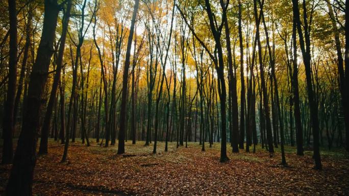 秋日阳光下林地剪影树的跟踪拍摄