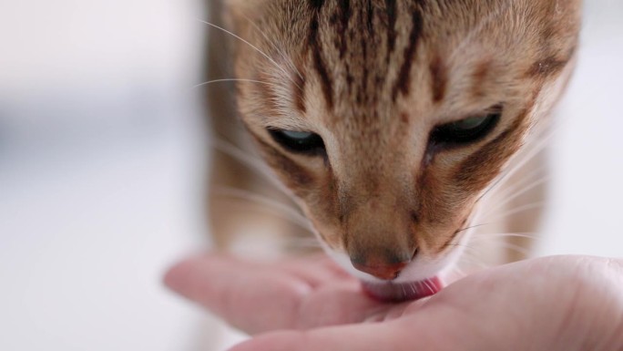 猫舔主人手掌里的食物