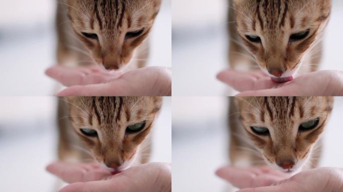 猫舔主人手掌里的食物