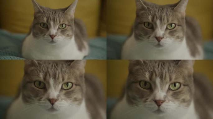 光学变焦虎斑家猫的脸看着相机