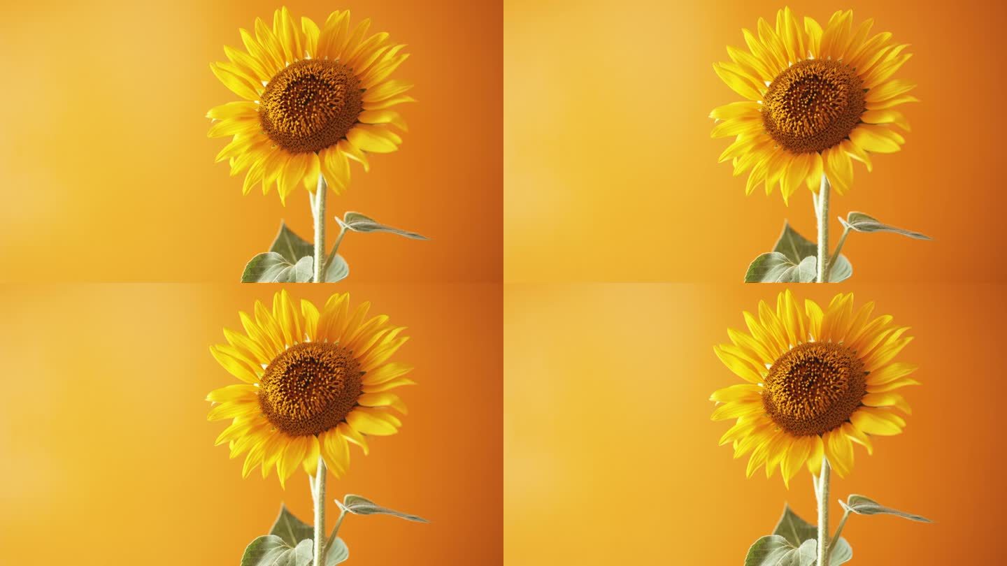 美丽的向日葵对明确的橙色/黄色背景