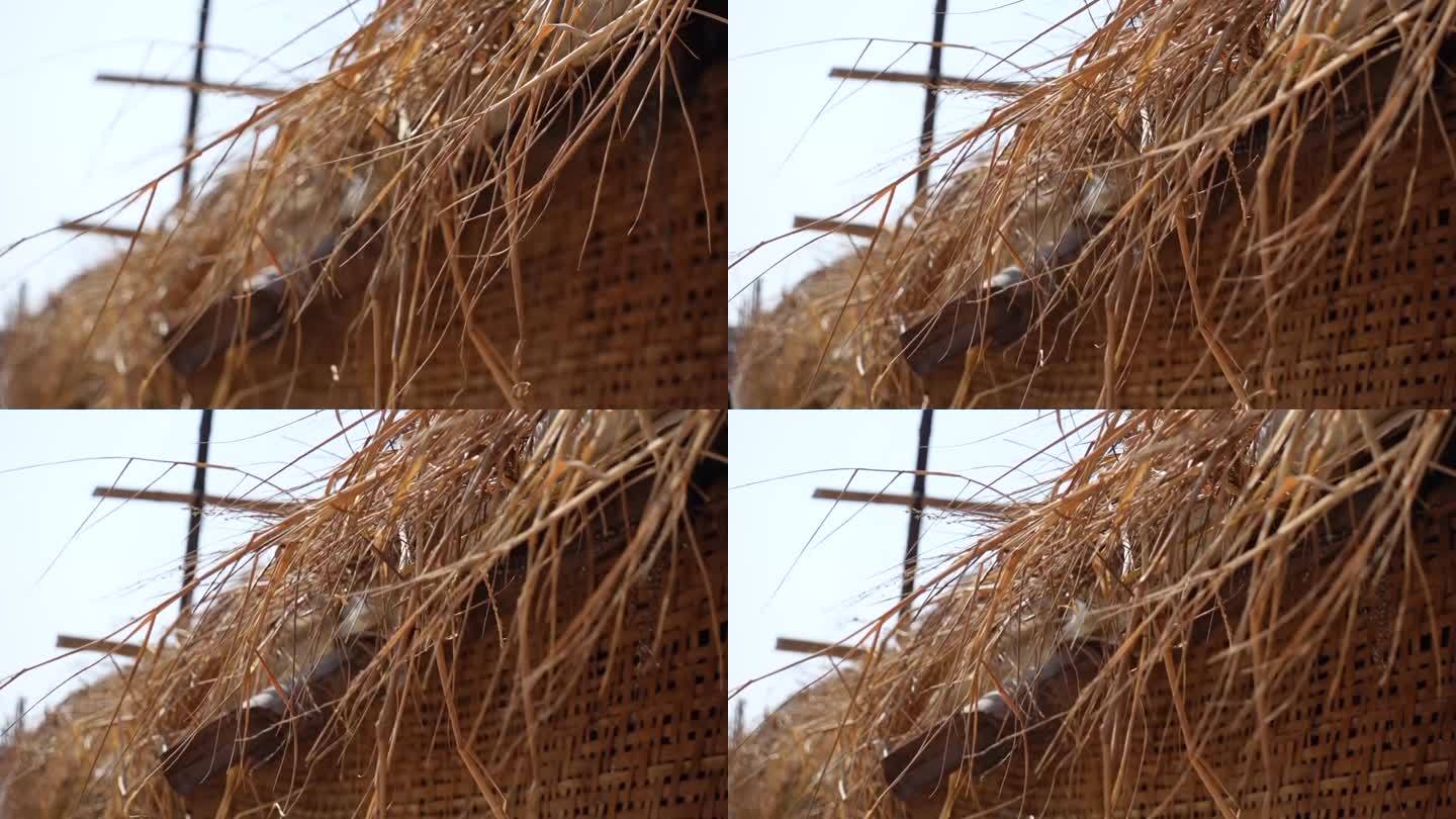 茅草屋顶。干稻草在风中摇曳。