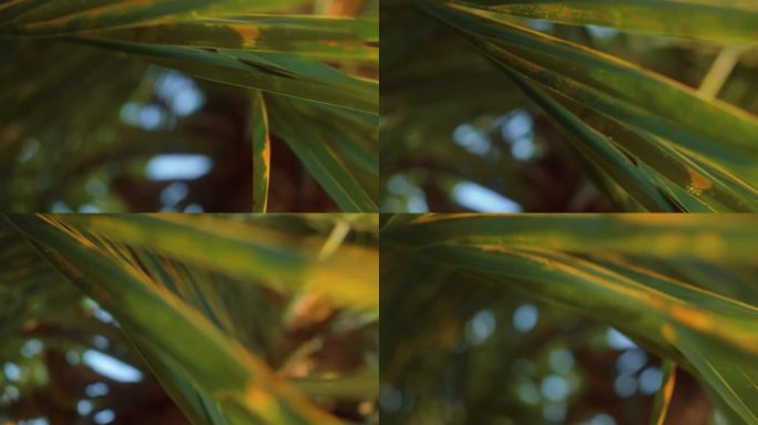 棕榈树叶沐浴在温暖的夕阳下，电影般的浅景深