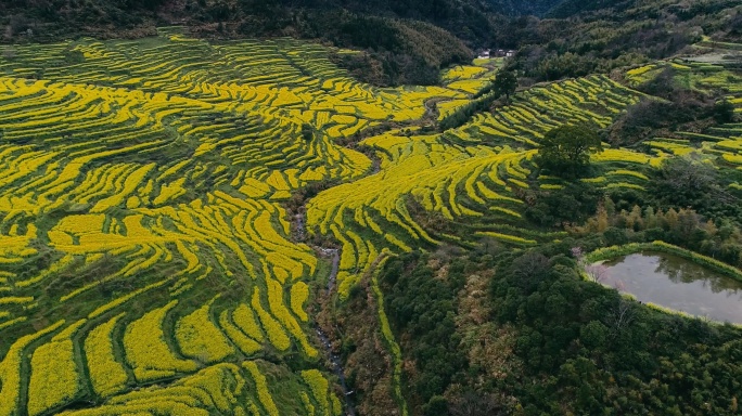 航拍婺源篁岭梯田油菜花 (2)