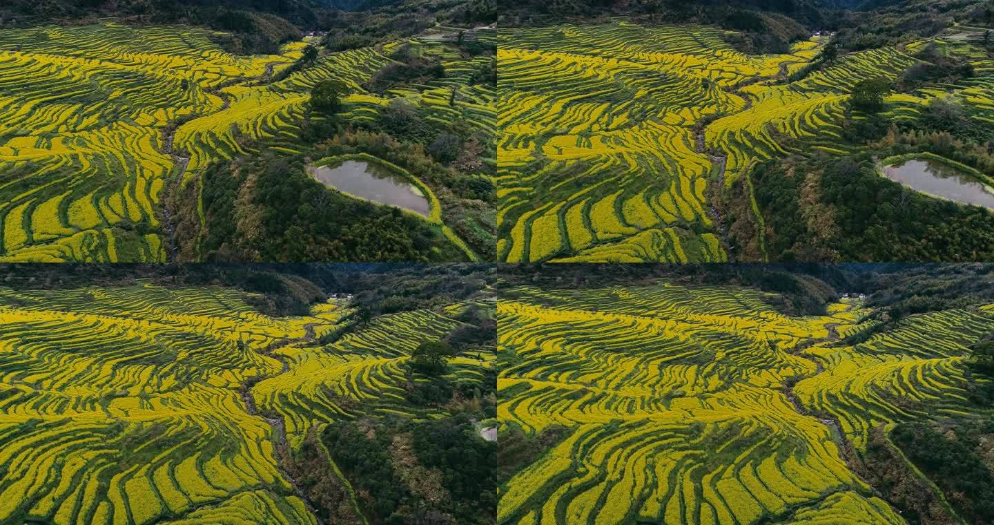 航拍婺源篁岭梯田油菜花 (2)