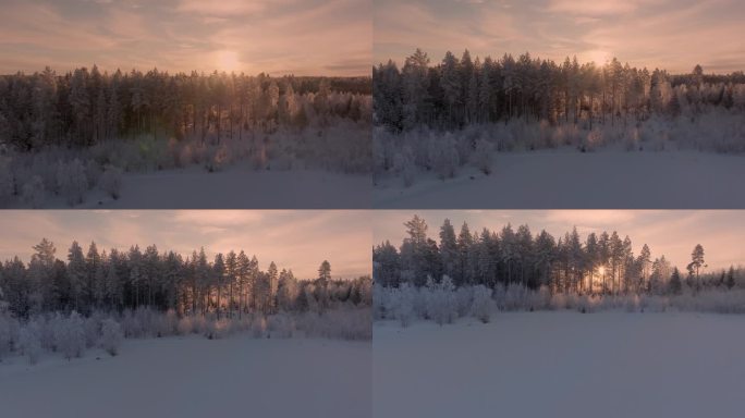 缓慢的风景从被白霜覆盖的松树林中飞下来，在日落的衬托下飞到低水平。瑞典极度寒冷，气温低于零下30度。